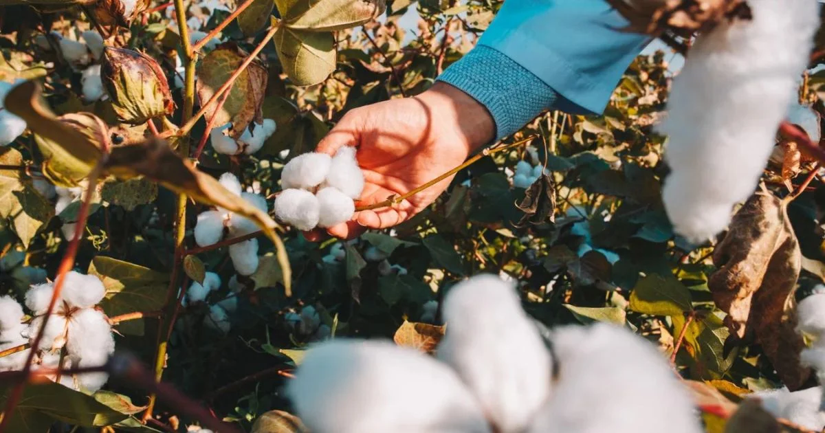 story of india cotton economy